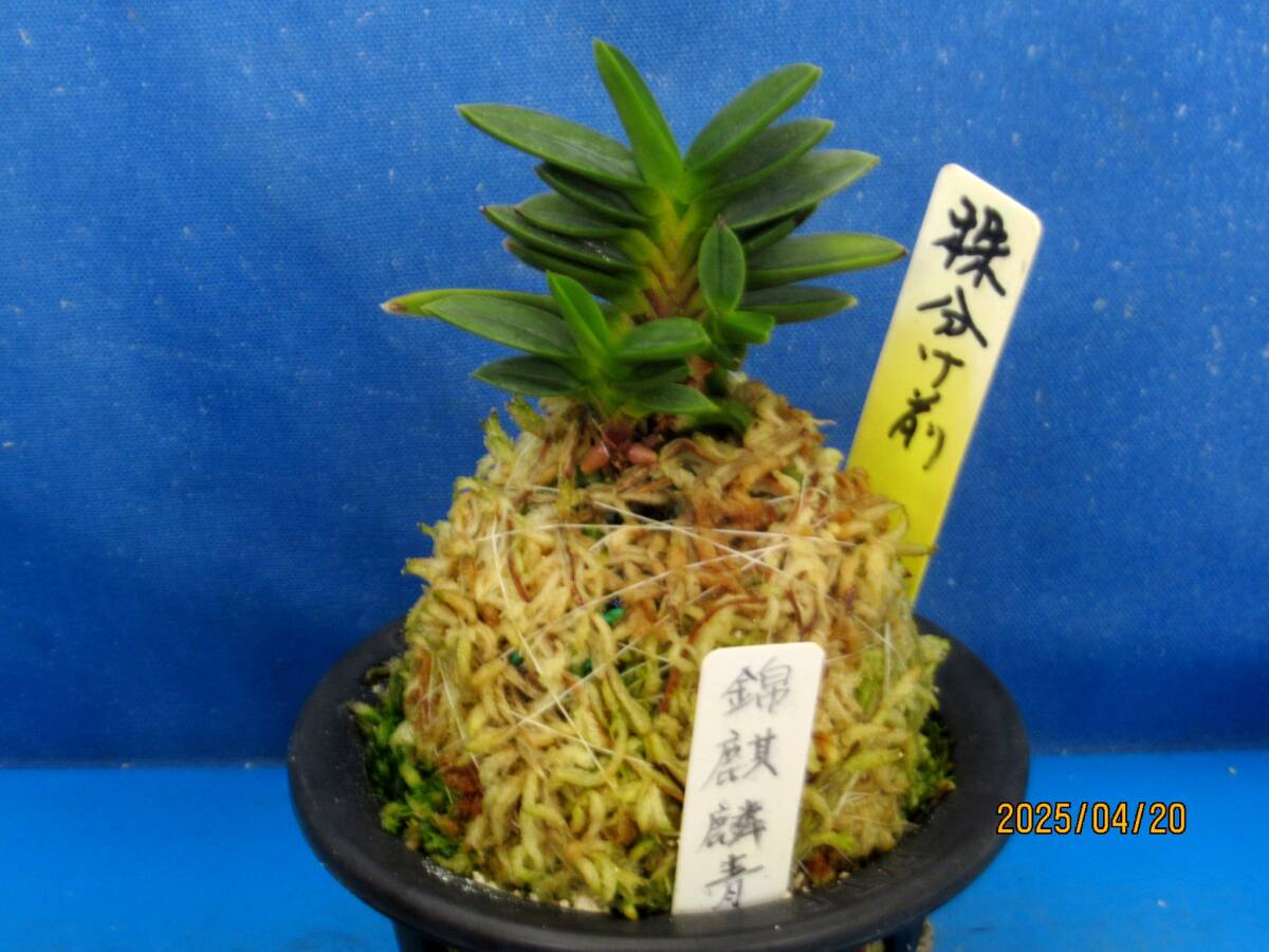富貴蘭　錦麒麟 富貴蘭【錦麒麟】 | 富貴蘭を楽しんでブログ