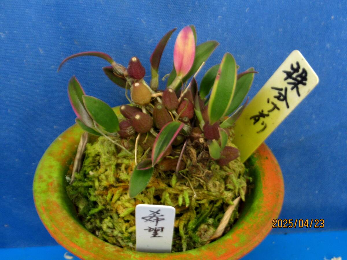 Yahoo!オークション -「ミヤマ ムギ ラン」(花、園芸) の落札 Yahoo!オークション -「ミヤマ ムギ ラン」(花、園芸) の落札