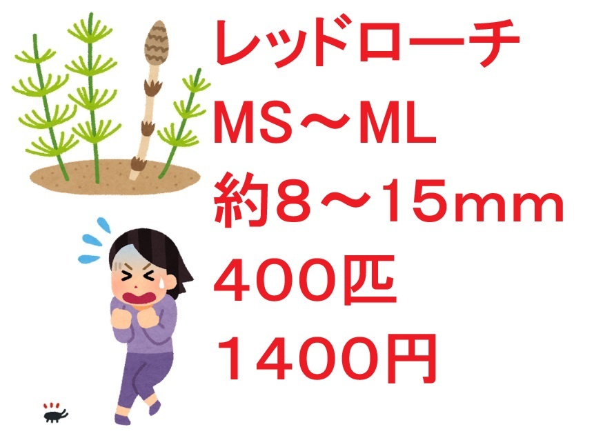 2025年最新】レッドローチのエサ通販 - Yahoo!オークション 2025年最新】レッドローチのエサ通販 - Yahoo!オークション