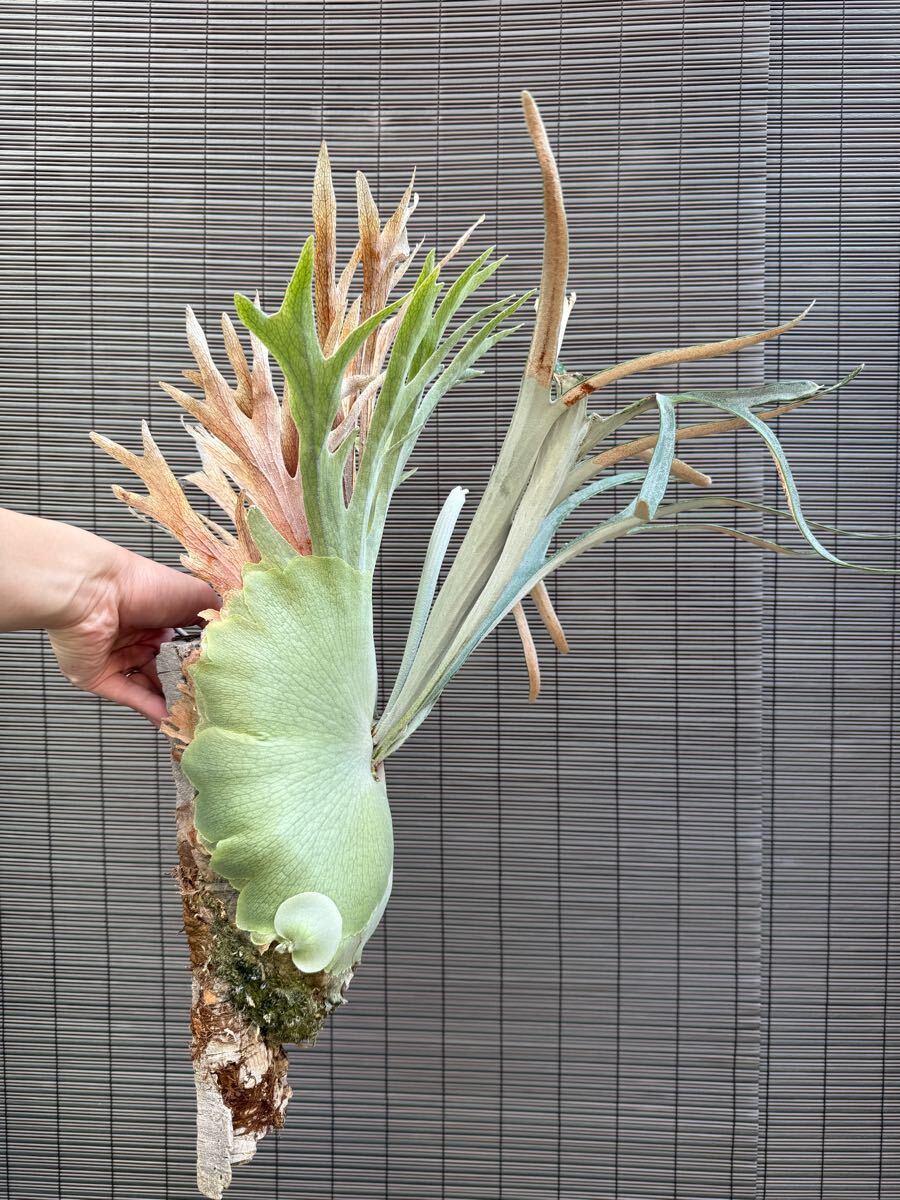 Yahoo!オークション -「ビカクシダ レモイネイ」(観葉植物) の Yahoo!オークション -「ビカクシダ レモイネイ」(観葉植物) の