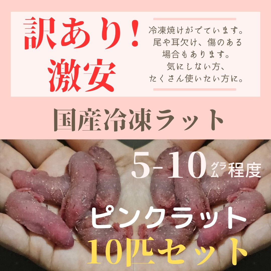 2025年最新】冷凍ラットの商品一覧｜爬虫類・猛禽類に適したエサ