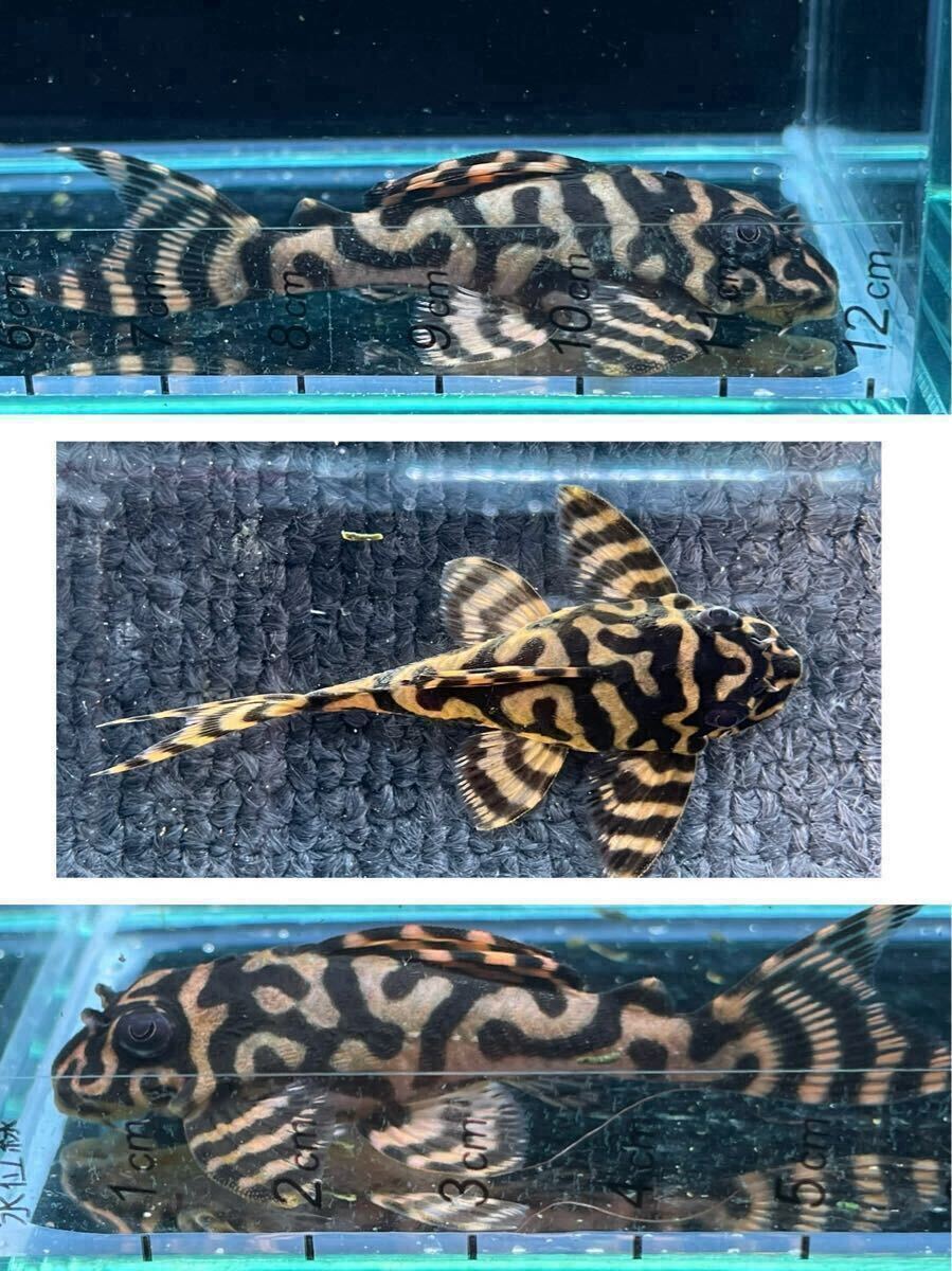 久しぶりのキンペコ画像 | しましま模様に魅せられて・・・