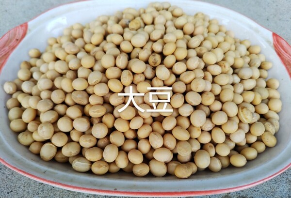 国産大豆、1.4kg◎食用&種用