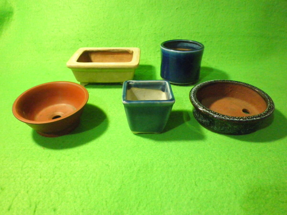 白交趾(水盤)　植木鉢 白交趾(水盤) 植木鉢