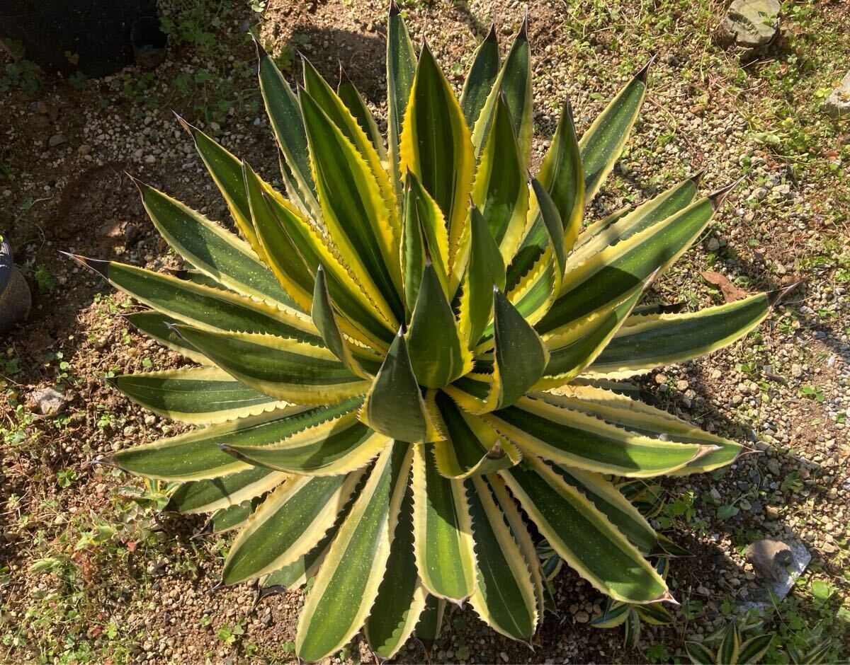 2025年最新】アガベ 錦 - 魅力的な模様を持つ観葉植物が揃ってい 2025年最新】アガベ 錦 - 魅力的な模様を持つ観葉植物が揃ってい
