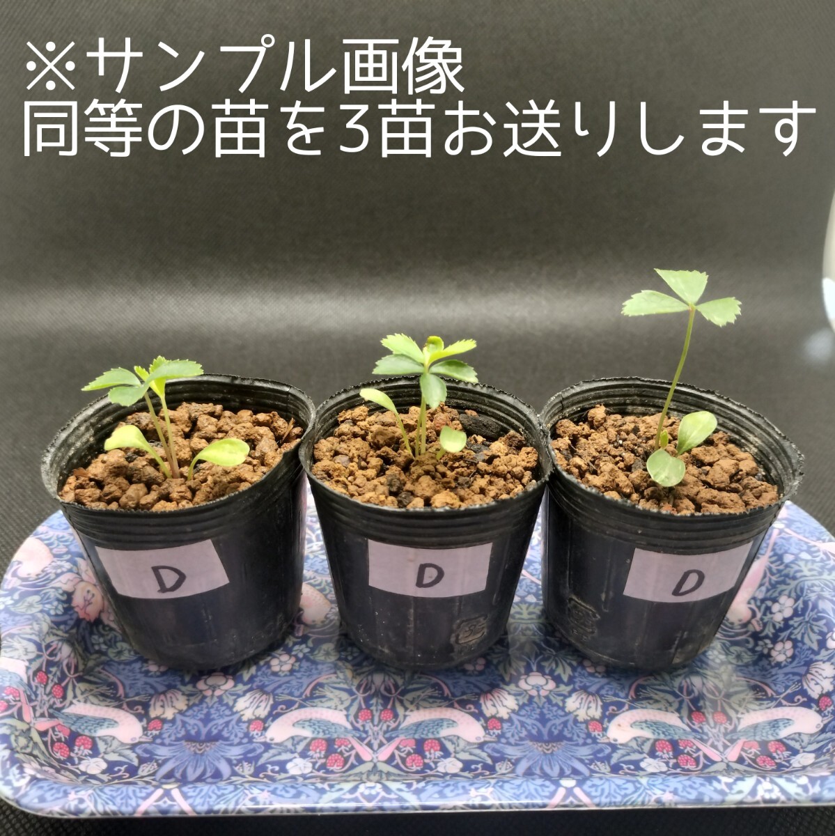 Yahoo!オークション -「大和園」の落札相場・落札価格 Yahoo!オークション -「大和園」の落札相場・落札価格