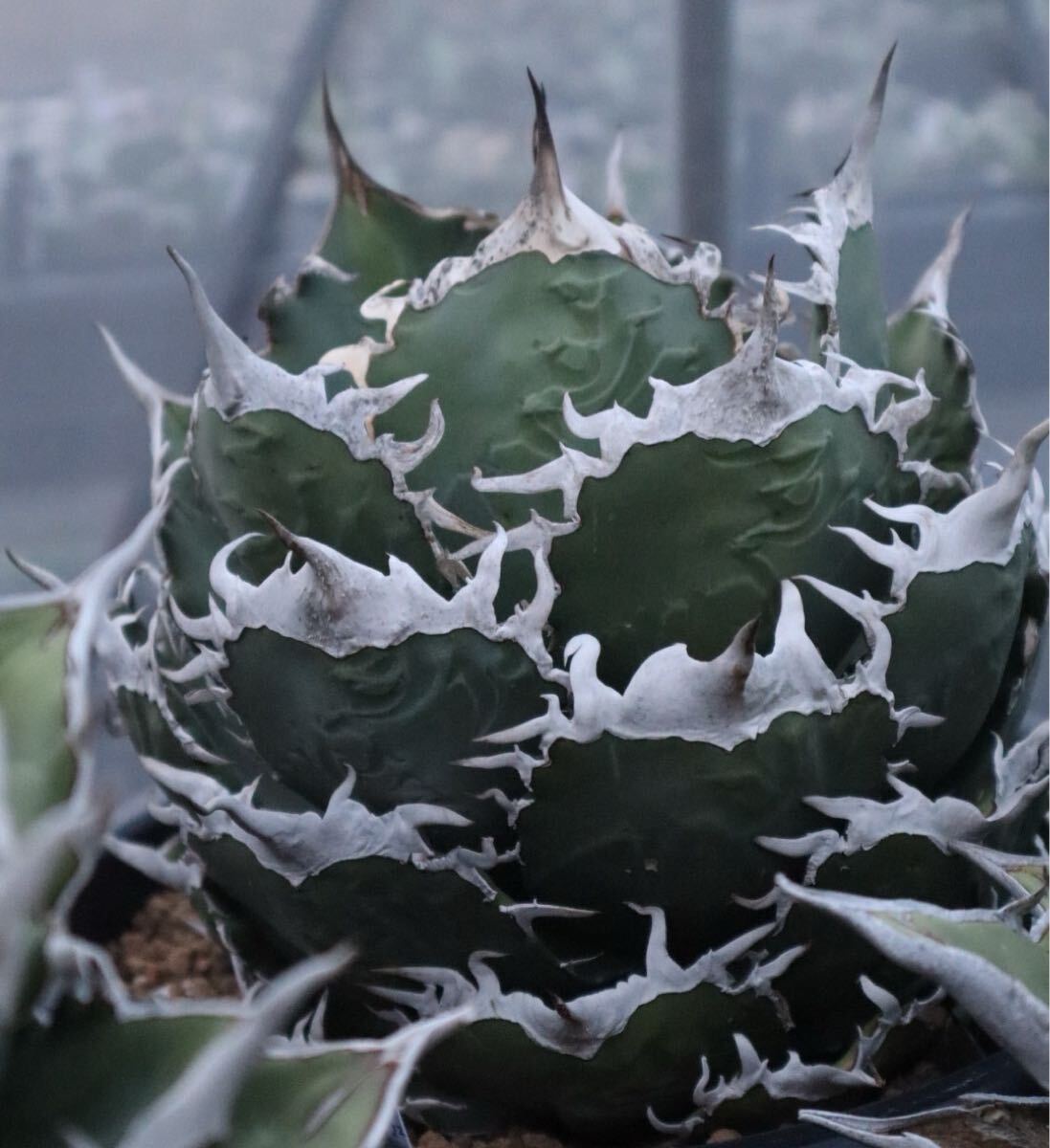 Yahoo!オークション -「タランチュラ」(観葉植物) の落札相場