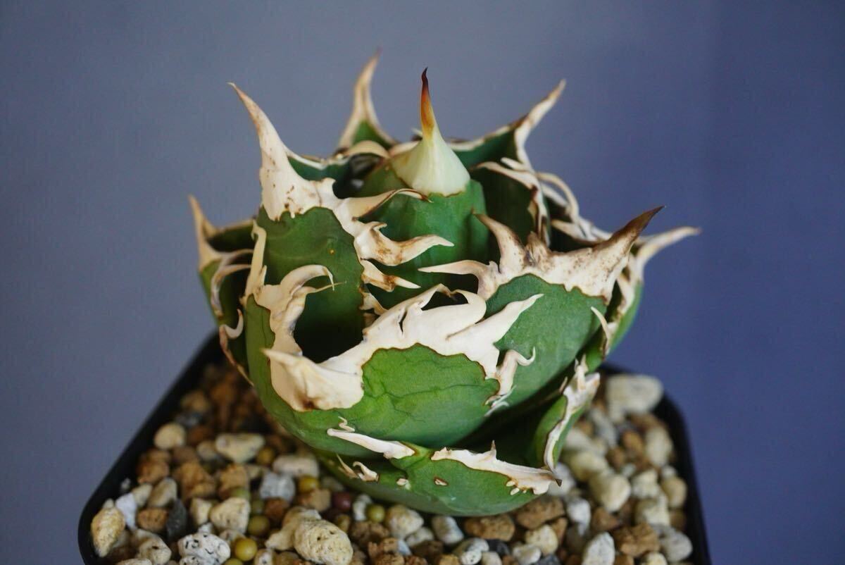 Yahoo!オークション -「cok」(アガベ) (観葉植物)の落札相場 Yahoo!オークション -「cok」(アガベ) (観葉植物)の落札相場