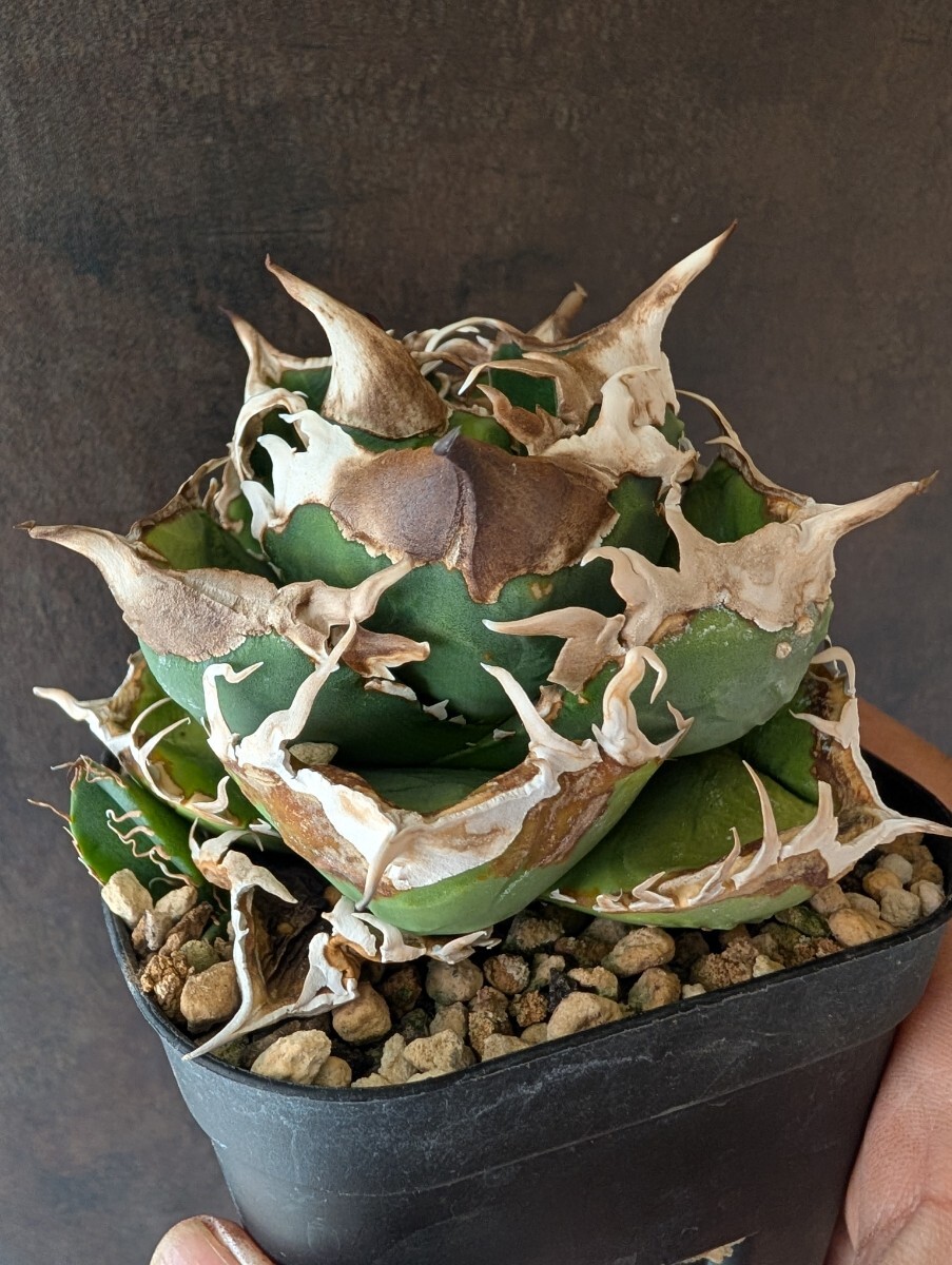 Yahoo!オークション -「shark」(アガベ) (観葉植物)の落札相場 Yahoo!オークション -「shark」(アガベ) (観葉植物)の落札相場