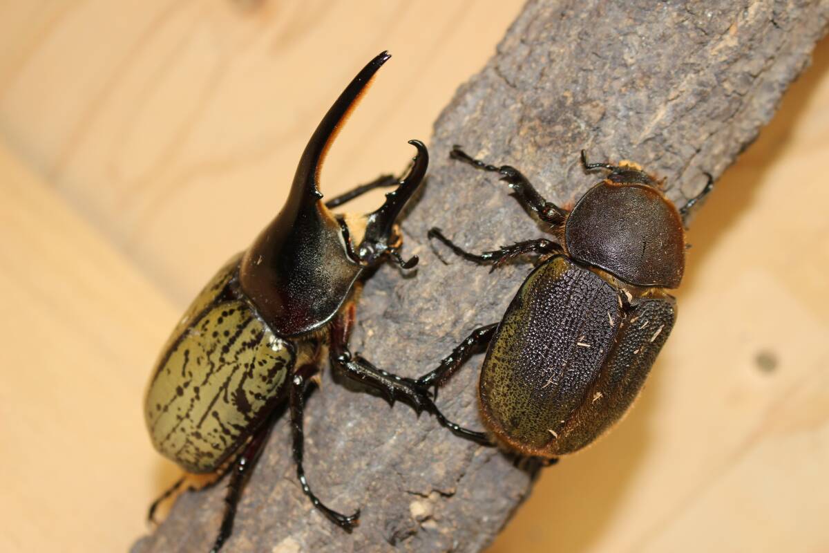 ヘラクレスオオカブト_ヘラクレス ヘラクレス 極太極短系統 ペア