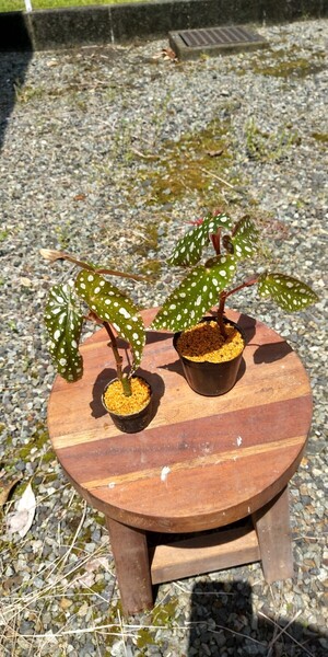 2株セット Begonia maculata ベゴニア マクラータ 木立性 観葉植物 熱帯植物