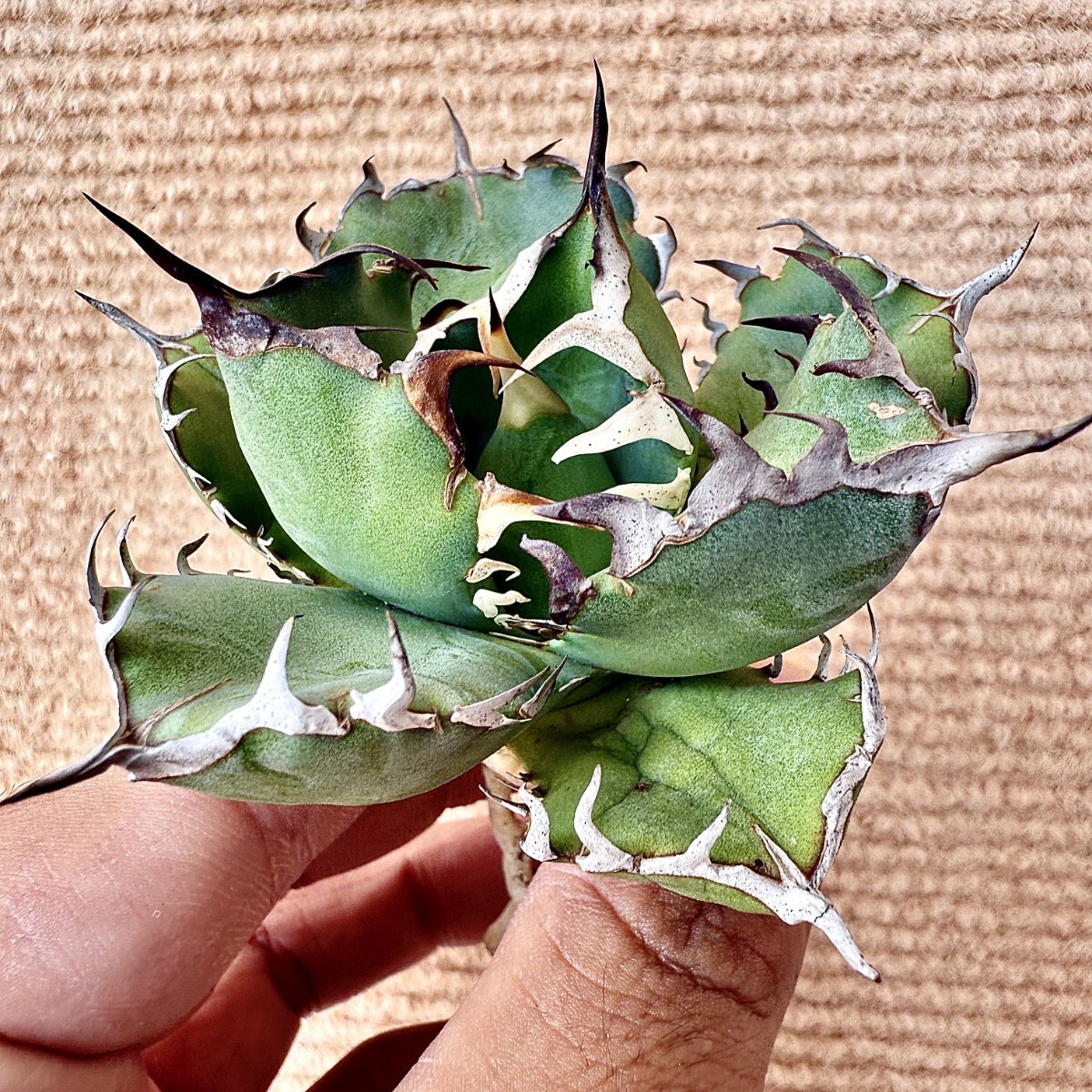 Yahoo!オークション -「黒鯨」(アガベ) (観葉植物)の落札相場