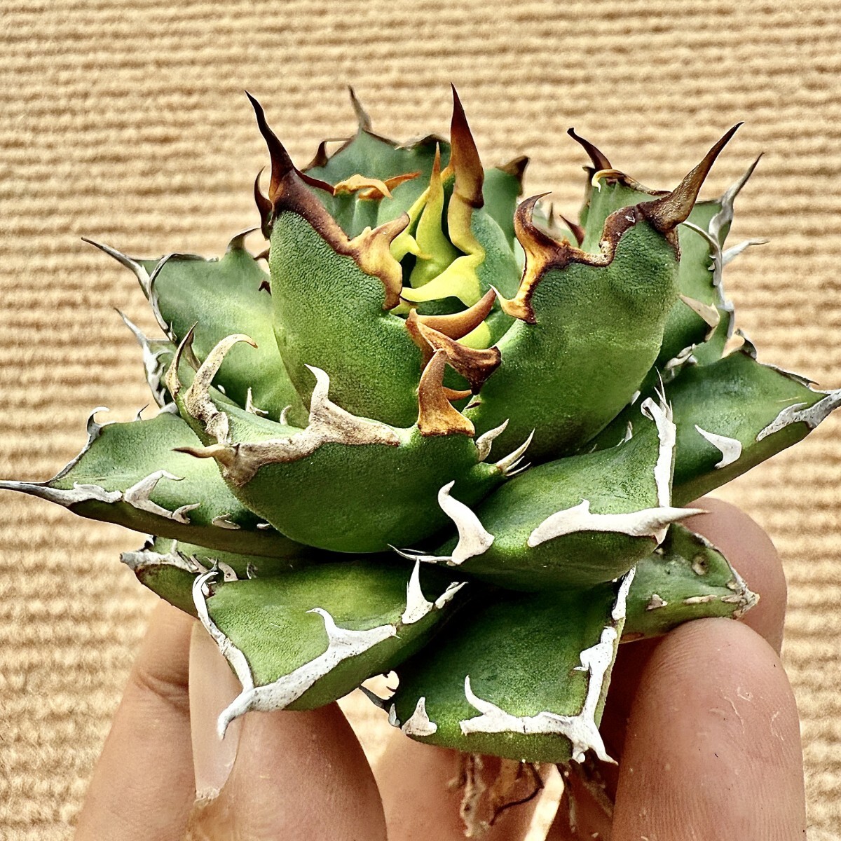 Yahoo!オークション -「チタノタcrazy」(アガベ) (観葉植物)の Yahoo!オークション -「チタノタcrazy」(アガベ) (観葉植物)の