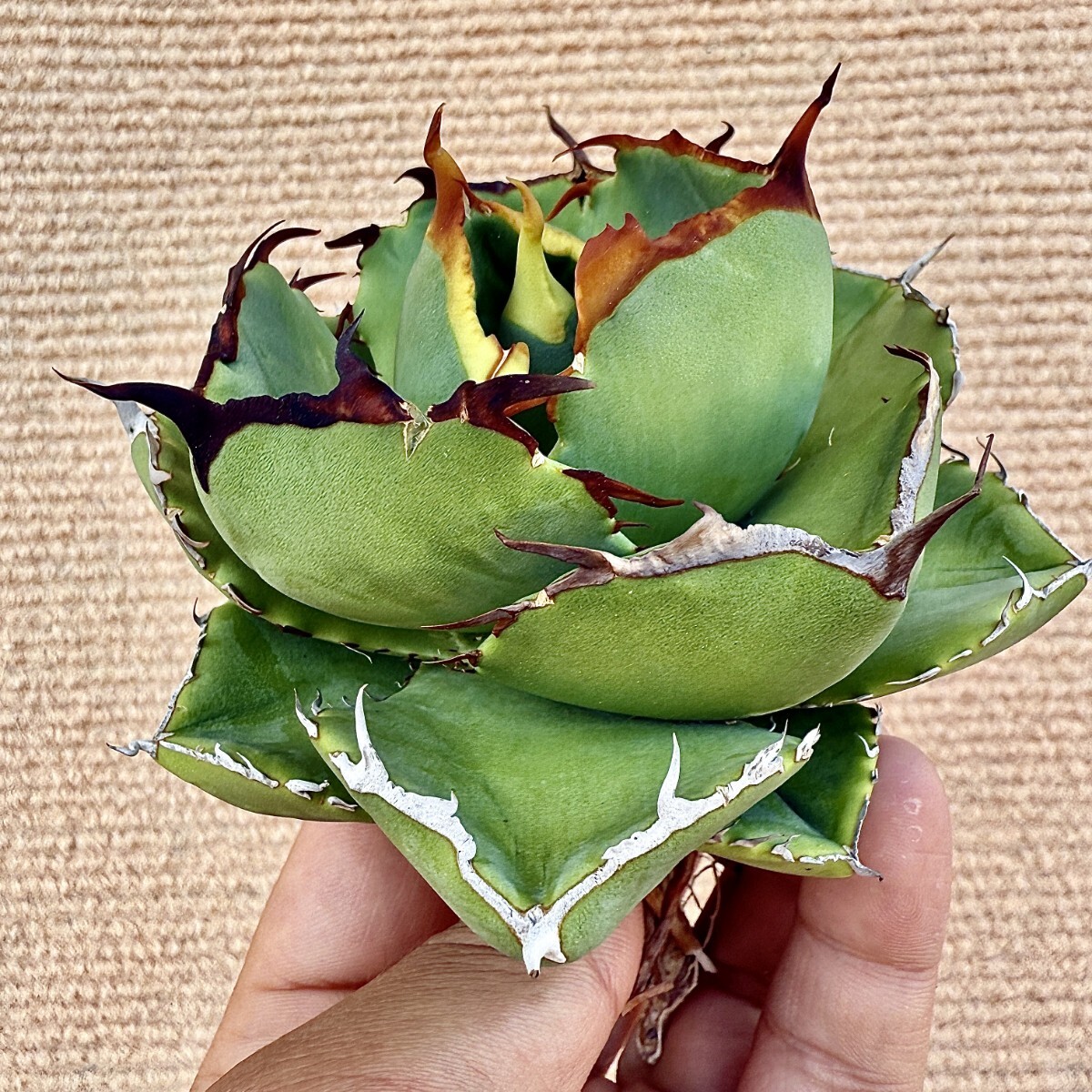 Yahoo!オークション -「ジャガーノート」(アガベ) (観葉植物)の Yahoo!オークション -「ジャガーノート」(アガベ) (観葉植物)の