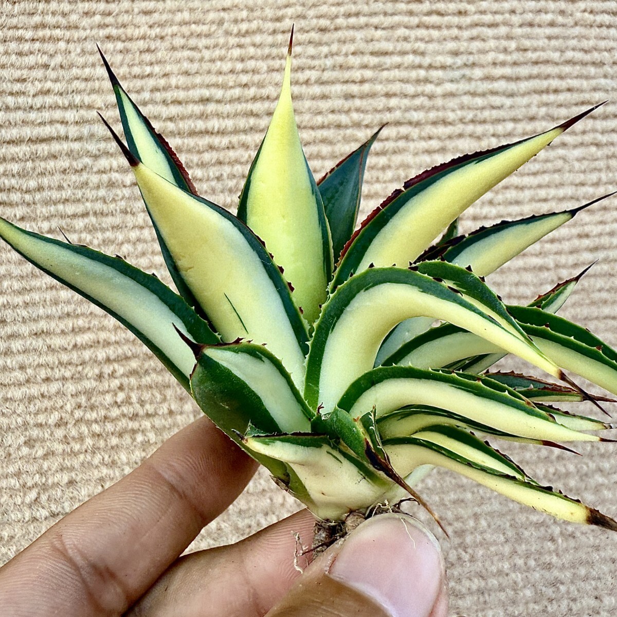 Yahoo!オークション -「黄中斑」(アガベ) (観葉植物)の落札相場 Yahoo!オークション -「黄中斑」(アガベ) (観葉植物)の落札相場
