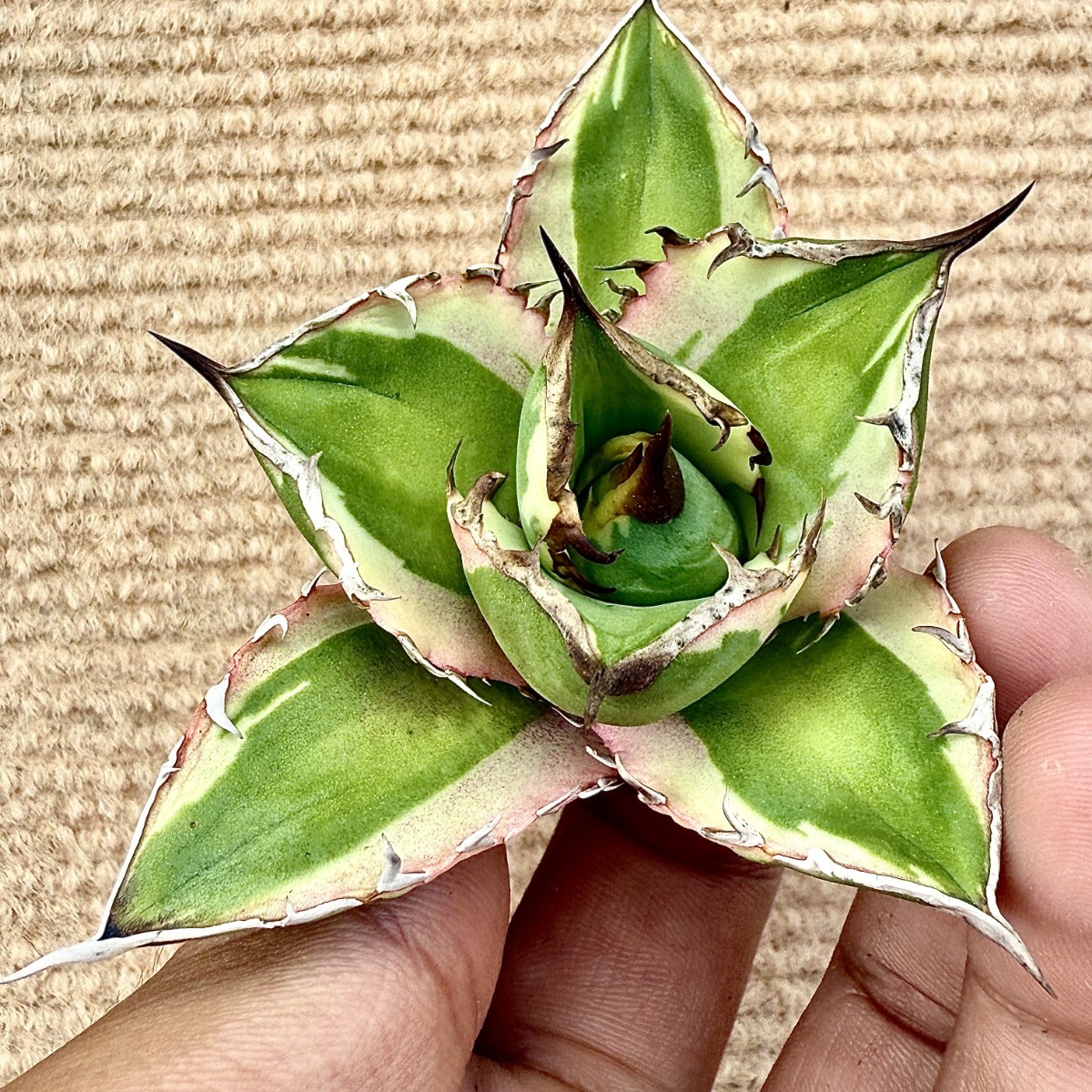 Yahoo!オークション -「太陽神」(観葉植物) の落札相場・落札価格 Yahoo!オークション -「太陽神」(観葉植物) の落札相場・落札価格