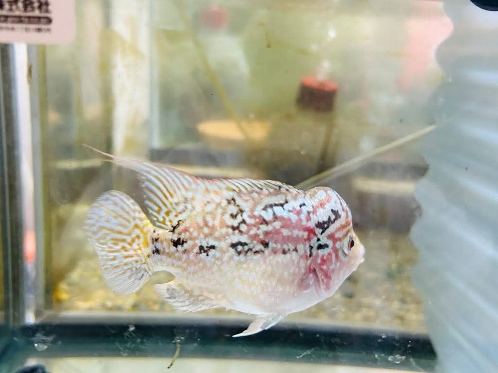 2025年最新】Yahoo!オークション -フラワーホーン(淡水魚)の中古