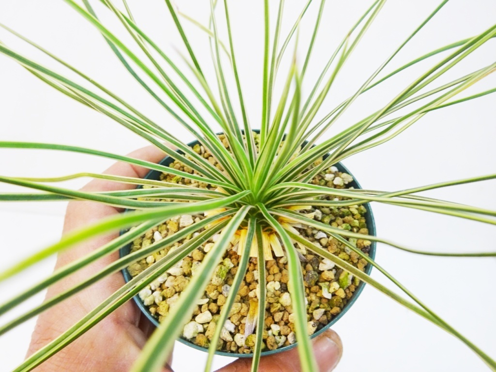 Yahoo!オークション -「ユッカ リネアリフォリア」(観葉植物) の Yahoo!オークション -「ユッカ リネアリフォリア」(観葉植物) の