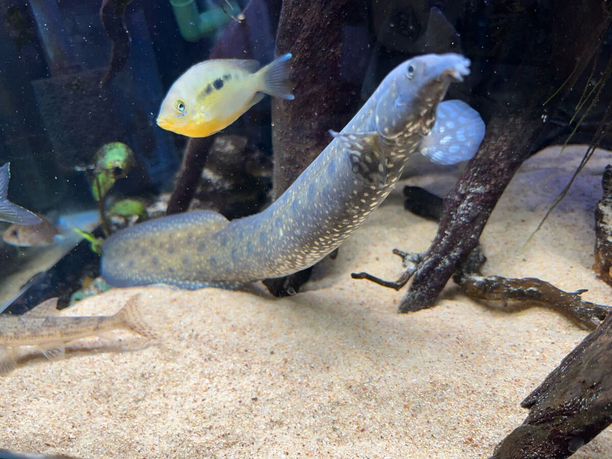 淡水魚】激安 激レア スターダストギャラクシースパイニーイール