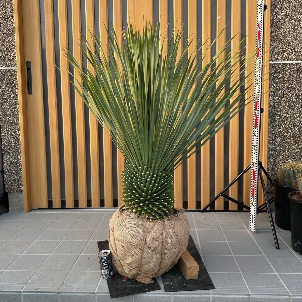 2025年最新】ユッカロストラータの商品一覧!個性的な観葉植物を 2025年最新】ユッカロストラータの商品一覧!個性的な観葉植物を