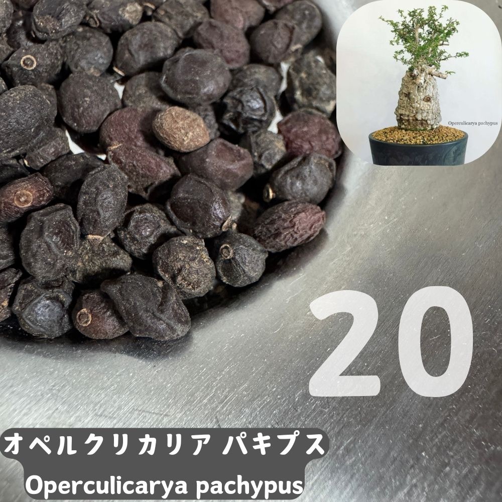 2025年最新】オペルクリカリア パキプスの商品一覧 - Yahoo 2025年最新】オペルクリカリア パキプスの商品一覧 - Yahoo