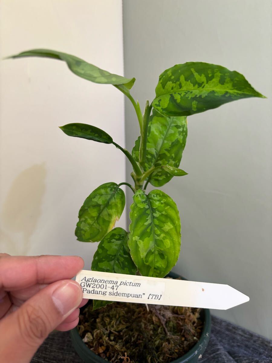 2025年最新】Yahoo!オークション -アグラオネマ aglaonema(観葉 2025年最新】Yahoo!オークション -アグラオネマ aglaonema(観葉