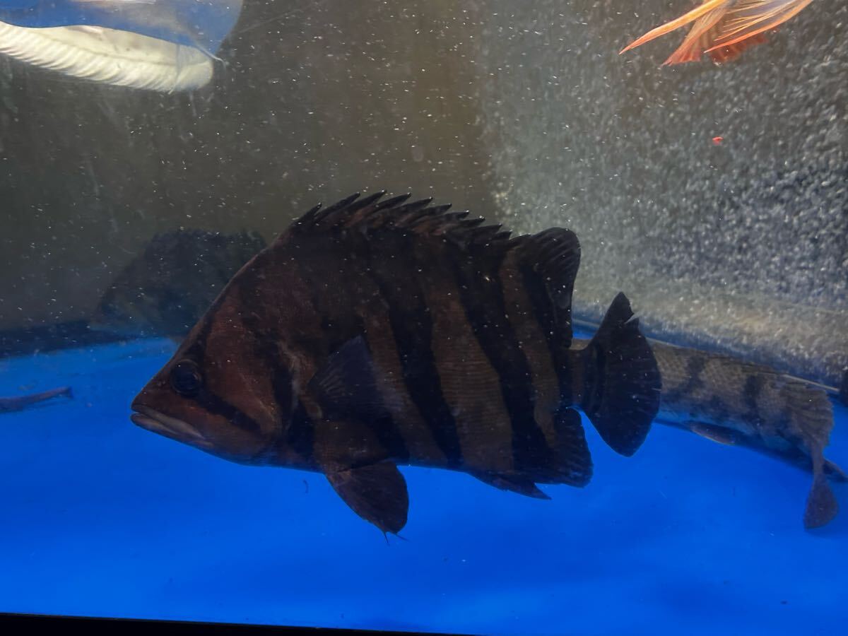 Yahoo!オークション -「ダトニオ」(その他) (淡水魚)の落札相場