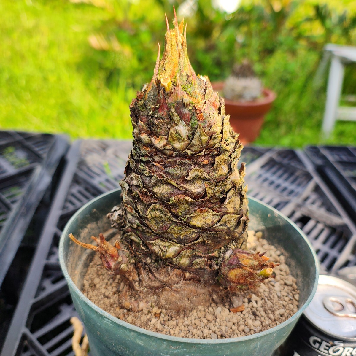 2025年最新】ソテツの観葉植物を購入するならここ - Yahoo 2025年最新】ソテツの観葉植物を購入するならここ - Yahoo