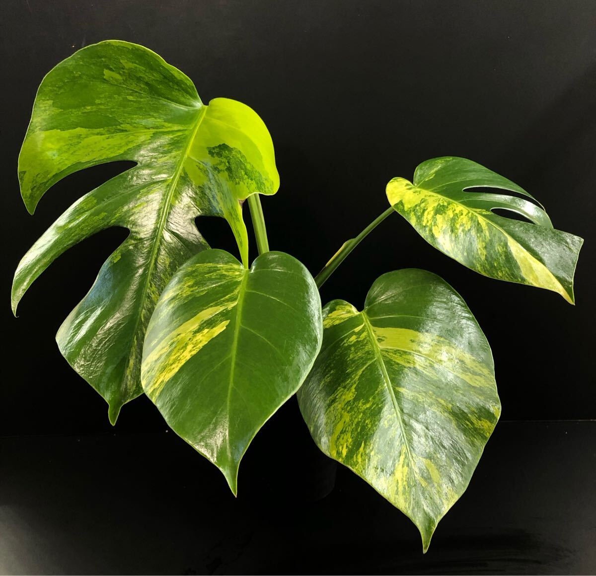 Yahoo!オークション -「aurea」(モンステラ) (観葉植物)の落札 Yahoo!オークション -「aurea」(モンステラ) (観葉植物)の落札