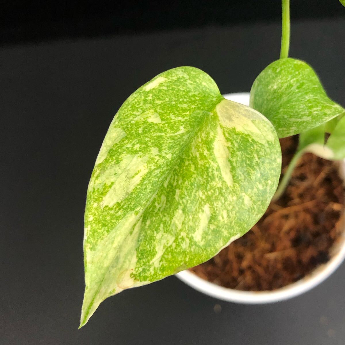 Yahoo!オークション -「ミント」(モンステラ) (観葉植物)の落札 Yahoo!オークション -「ミント」(モンステラ) (観葉植物)の落札