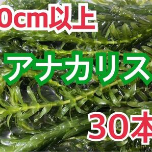 即決価格 送料無料 無農薬 穂先付きアナカリス 30本 エビ金魚ザリガニ熱帯魚水草メダカめだか オオカナダモ