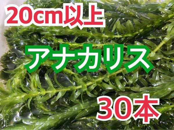 即決価格 送料無料 穂先付き無農薬 アナカリス 30本 エビ金魚ザリガニ熱帯魚水草メダカめだか オオカナダモ