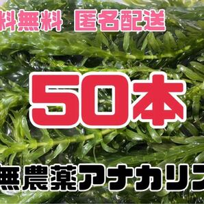 送料無料 穂先付き無農薬アナカリス オオカナダモ 50本 即決価格 ザリガニ エビ 金魚 メダカ 熱帯魚 金魚草 金魚藻 水草 ビオトープ