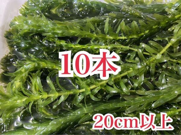 送料無料 穂先付き無農薬アナカリス オオカナダモ 10本 即決価格 ザリガニ エビ 金魚 メダカ 熱帯魚 金魚草 金魚藻 水草 ビオトープ