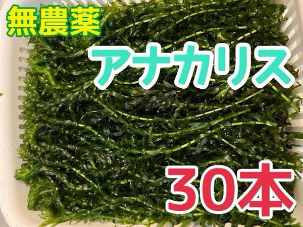 穂先付き無農薬 アナカリス 30本 エビ金魚ザリガニ熱帯魚水草メダカめだか オオカナダモ 餌 金魚藻 金魚草隠れ家数量限定