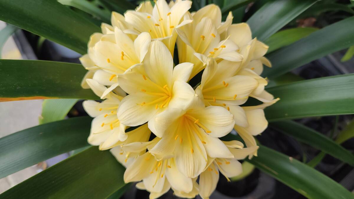 Yahoo!オークション -「クンシラン 黄花」(観葉植物) の落札相場