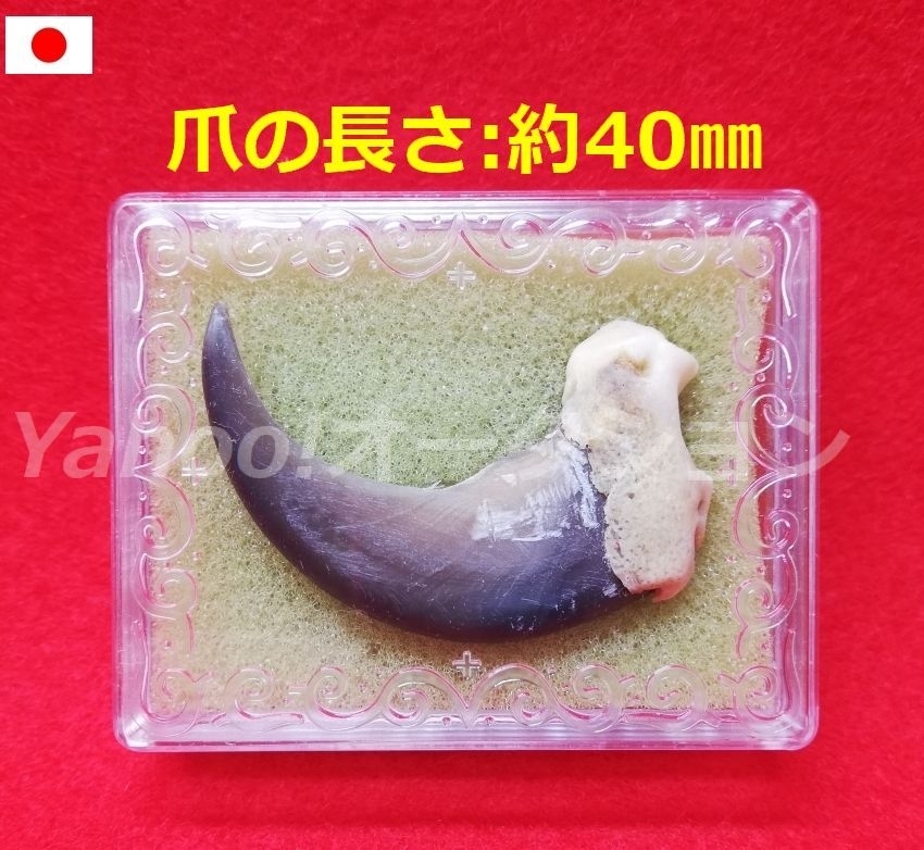 2025年最新】Yahoo!オークション -熊爪の中古品・新品・未使用品一覧 2025年最新】Yahoo!オークション -熊爪の中古品・新品・未使用品一覧