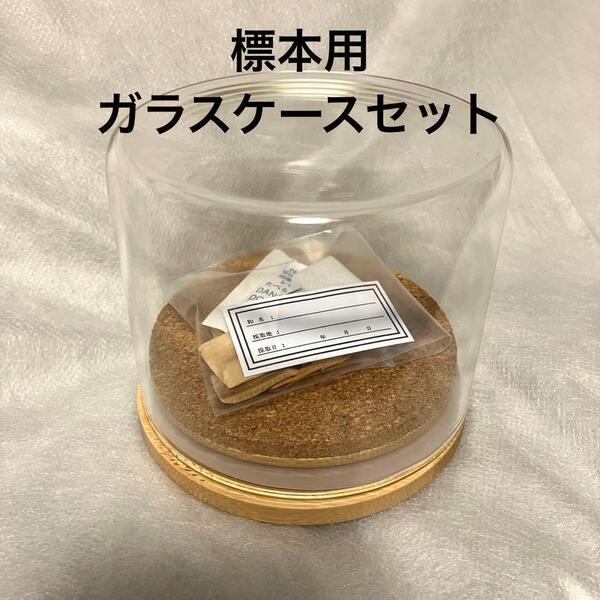 【昆虫標本道具】標本用ガラスケースセット