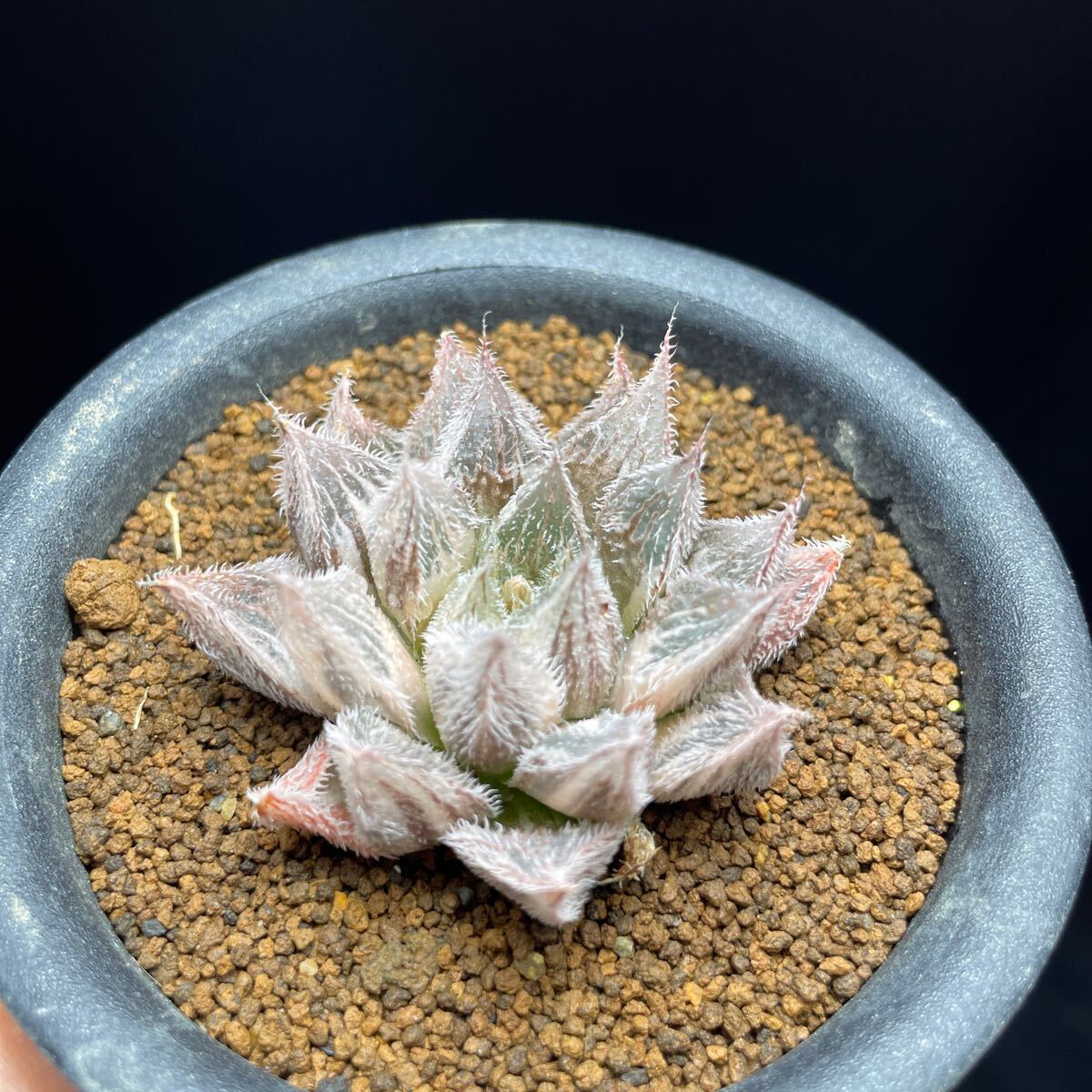 Yahoo!オークション -「白雪絵巻錦」(観葉植物) の落札相場