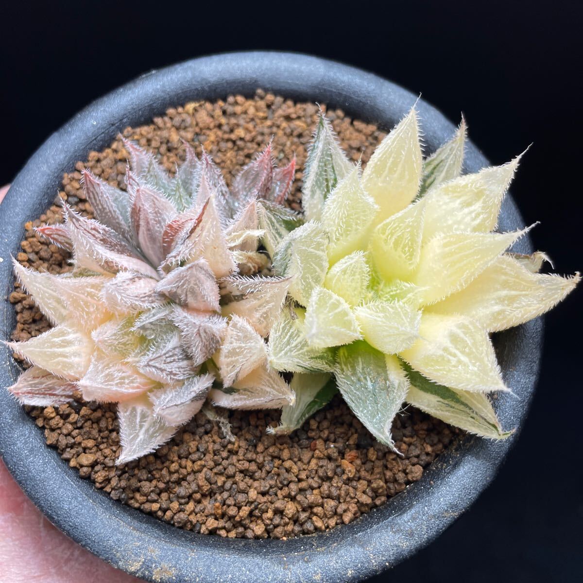 Yahoo!オークション -「白雪絵巻錦」(観葉植物) の落札相場 Yahoo!オークション -「白雪絵巻錦」(観葉植物) の落札相場