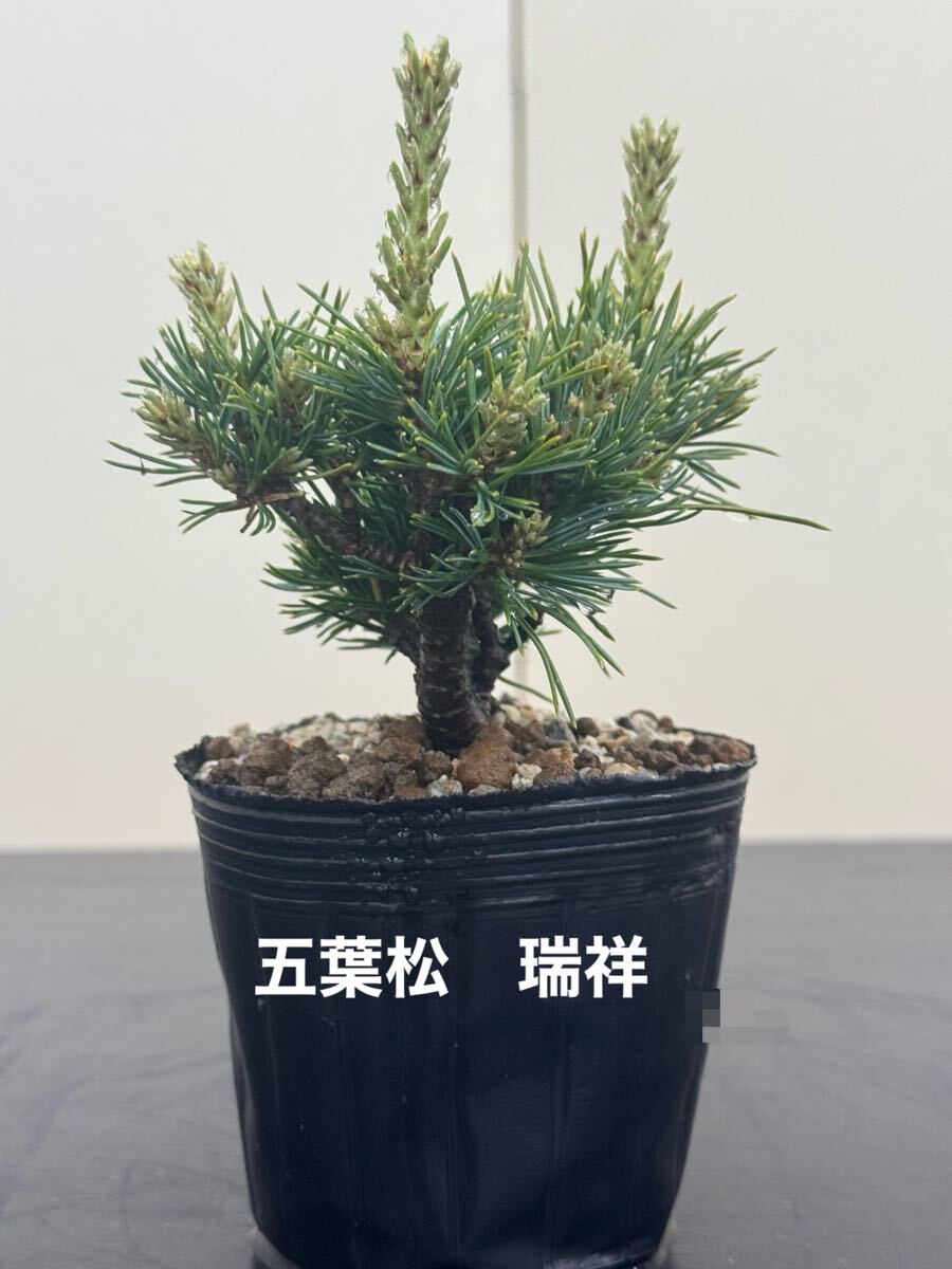 Yahoo!オークション -「瑞祥五葉松」(盆栽) の落札相場・落札価格 Yahoo!オークション -「瑞祥五葉松」(盆栽) の落札相場・落札価格