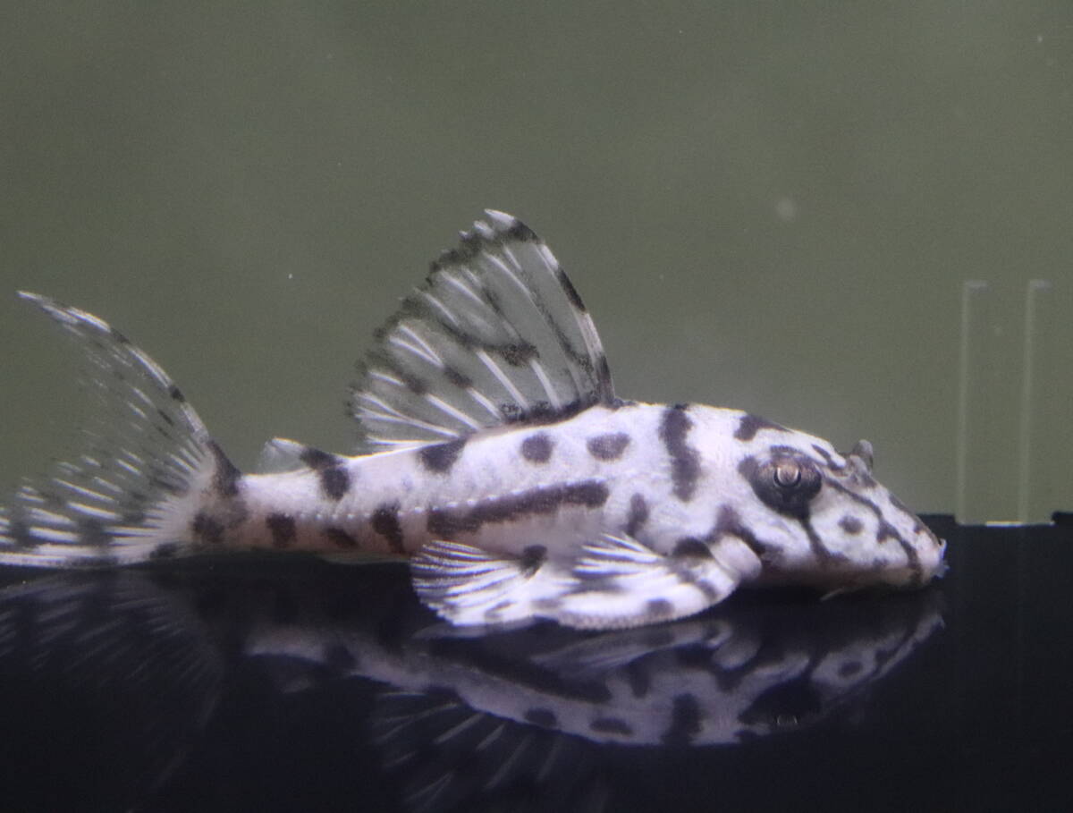 2025年最新】キンペコの購入はこちらから 淡水魚プレコの種類が