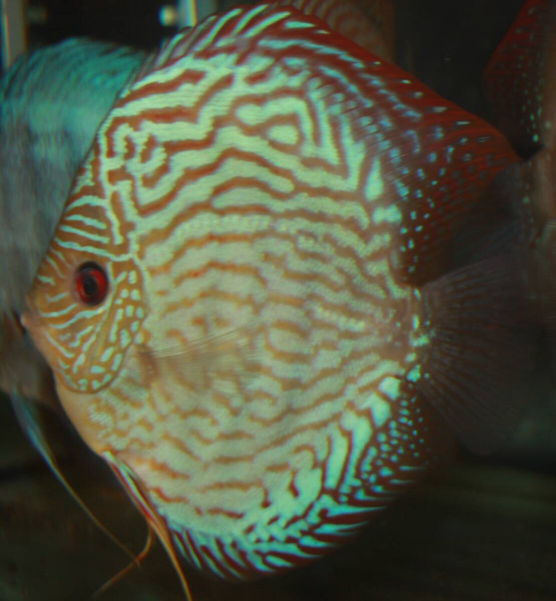 熱帯魚】 コバルトブルー・ディスカス 3匹 | ディスカス