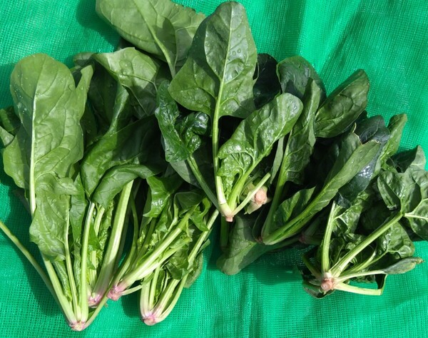 ほうれん草 2kg