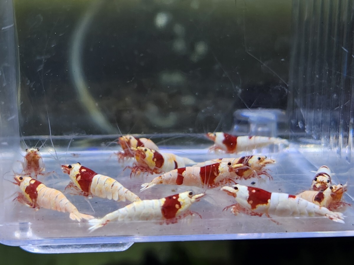 Yahoo!オークション -「レッドビーシュリンプ」(ペット、生き物