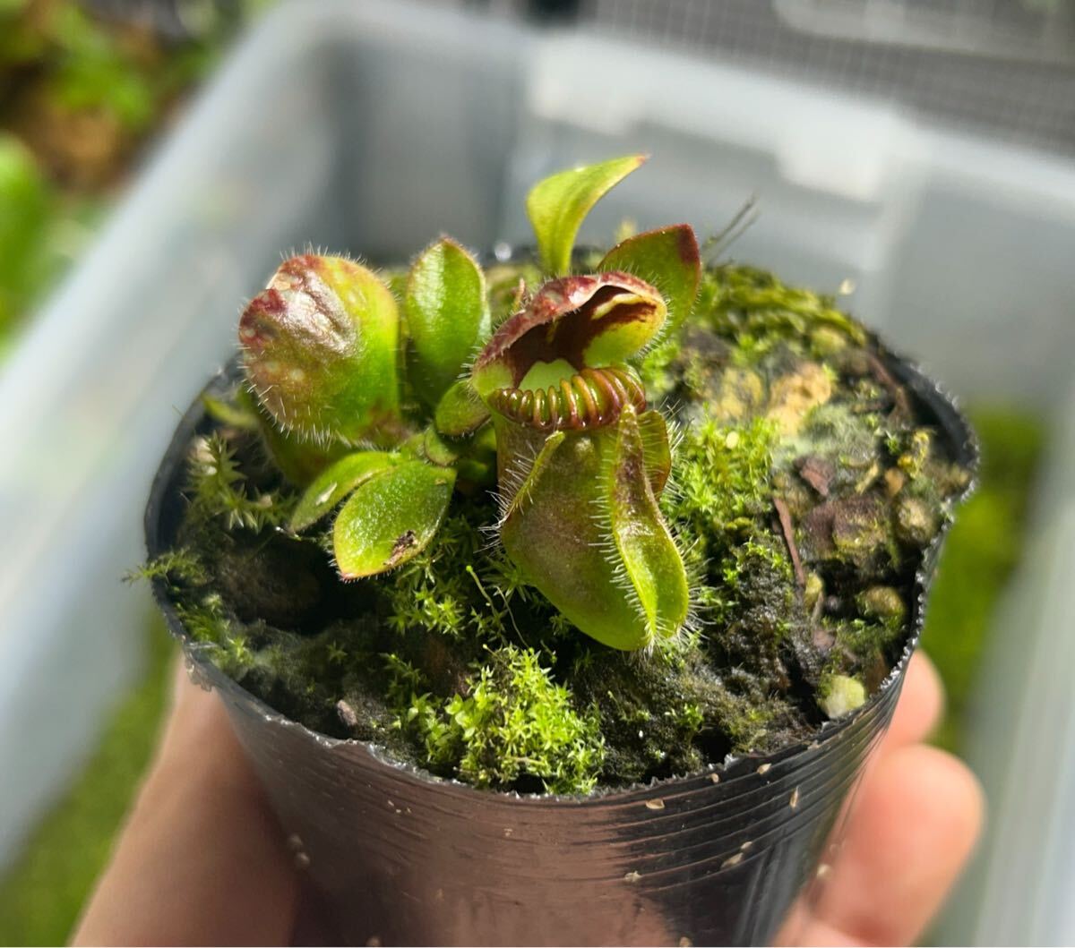 Yahoo!オークション -「食虫植物 セファロタス」の落札相場 Yahoo!オークション -「食虫植物 セファロタス」の落札相場