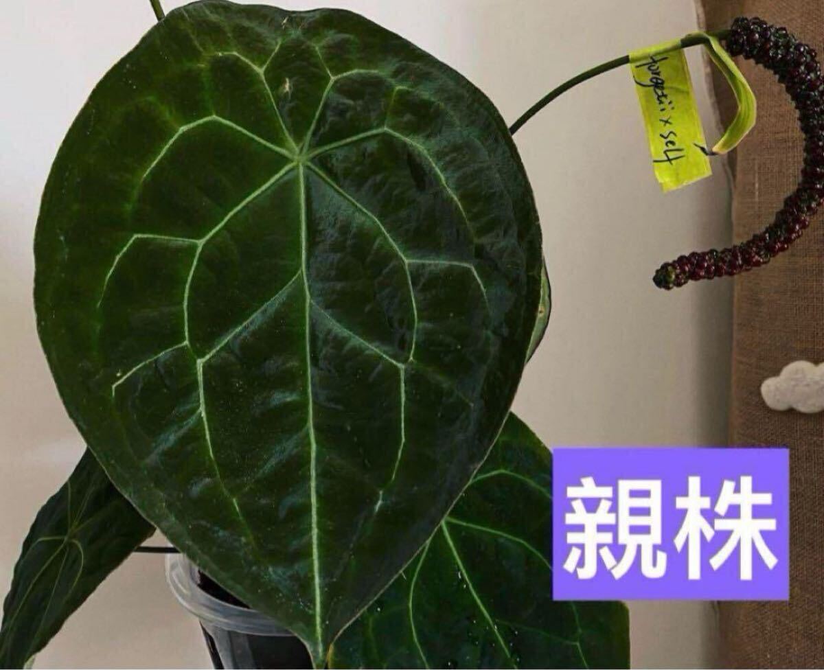 Yahoo!オークション -「アンスリューム」(観葉植物) の落札相場