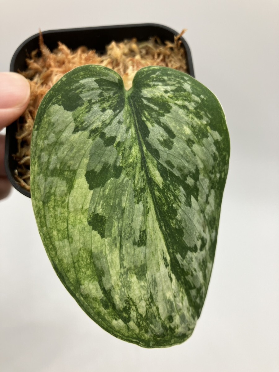 Yahoo!オークション -「エキゾチカ」(その他) (観葉植物)の落札 Yahoo!オークション -「エキゾチカ」(その他) (観葉植物)の落札