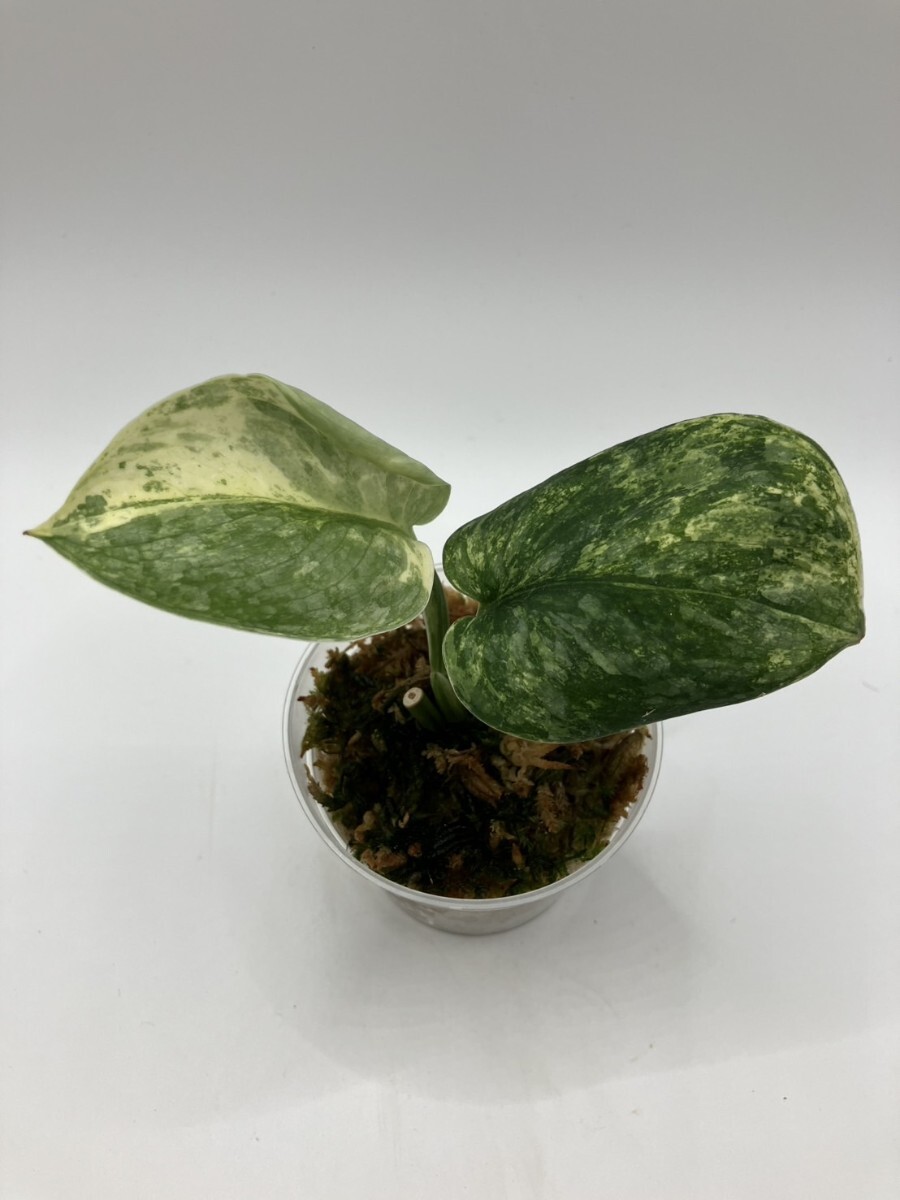Yahoo!オークション -「サス」(観葉植物) の落札相場・落札価格 Yahoo!オークション -「サス」(観葉植物) の落札相場・落札価格