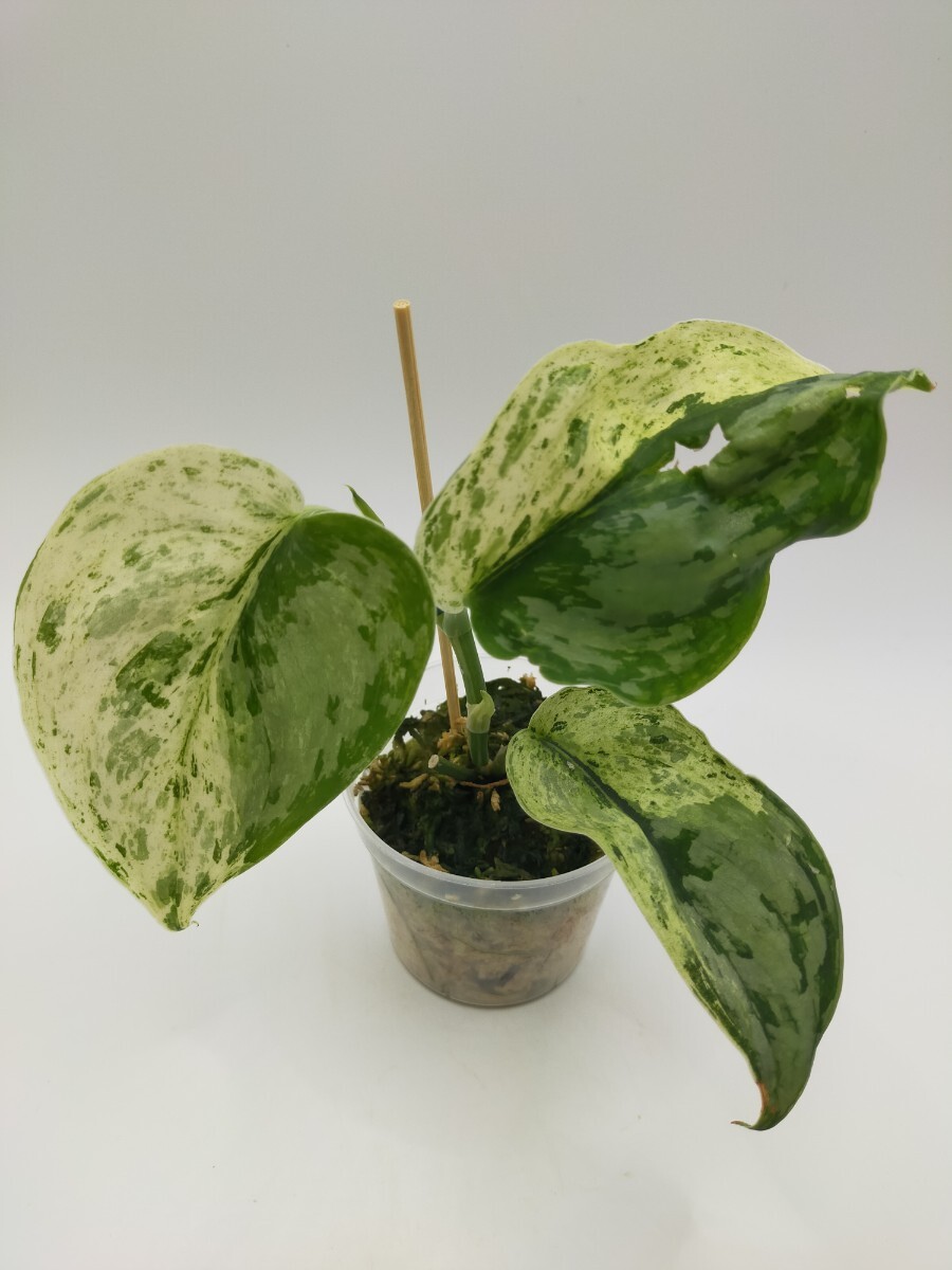 Yahoo!オークション -「サス」(観葉植物) の落札相場・落札価格 Yahoo!オークション -「サス」(観葉植物) の落札相場・落札価格